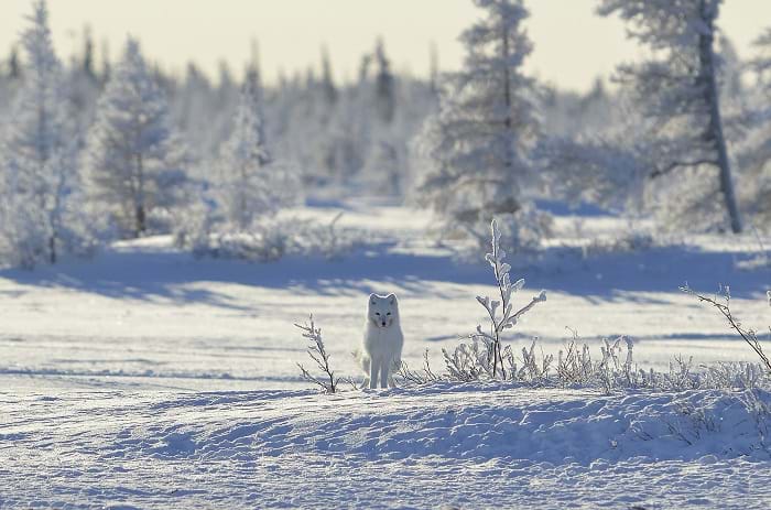 McNally Travel | Visit Yellowknife | Arctic Fox