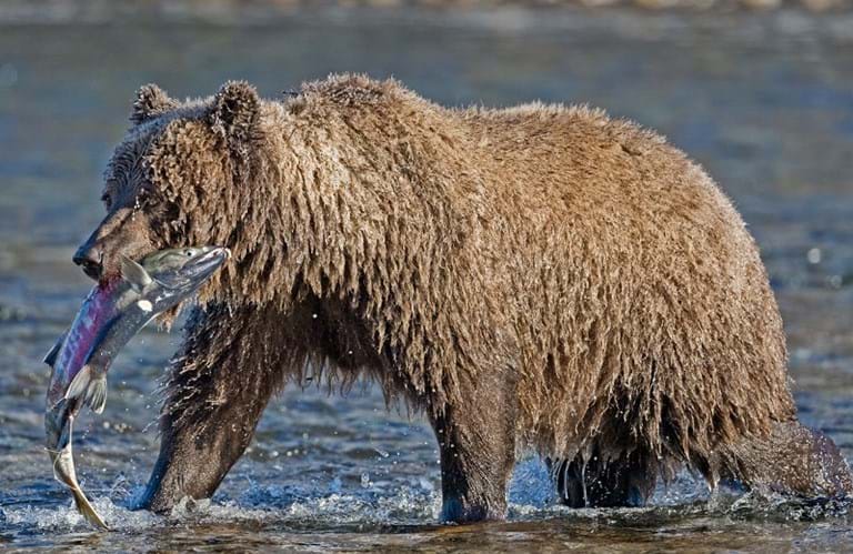 McNally Travel | Grizzly with salmon, Tourism Yukon | Must see sights and things to do in the Yukon