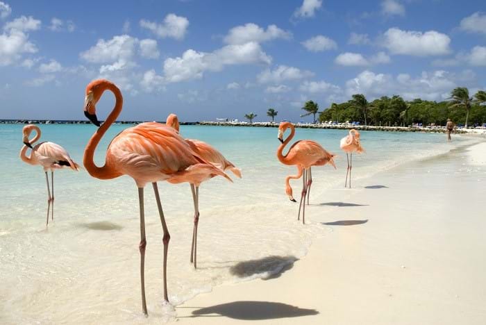 McNally Travel | Visit Aruba