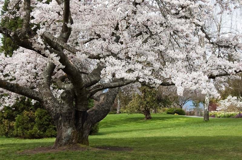 McNally Travel Blog | Springtime in Canada | Cherry Blossom in Vancouver