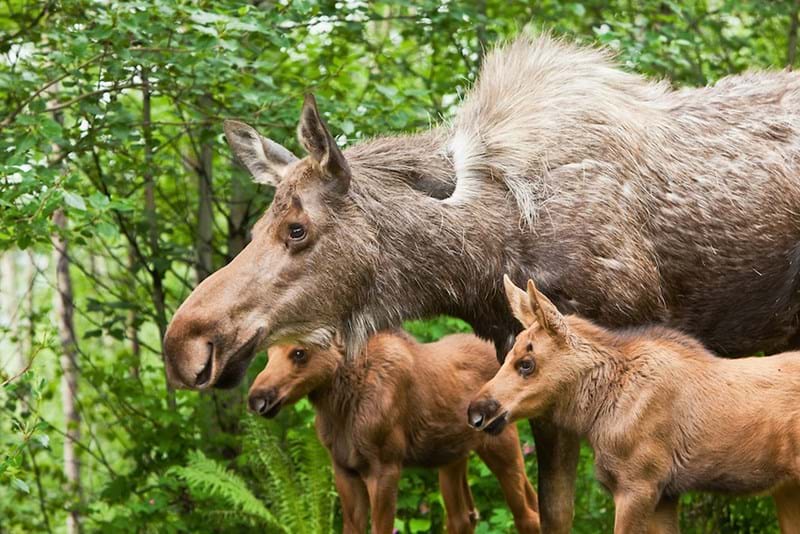 McNally Travel Blog | Springtime in Canada | Mother Moose Cow and her Calves