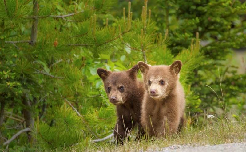 McNally Travel Blog | Springtime in Canada | Bear Cubs