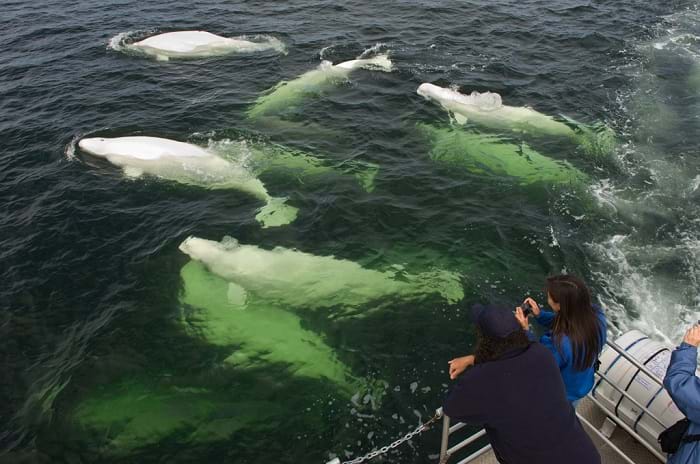 McNally Travel | Beluga spotting, must see sights and things to do in Manitoba
