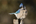 Blue Jay| David Hemmings