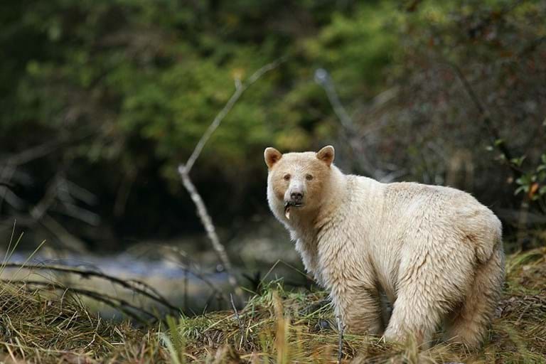 McNally Travel | White Spirit Bear, Northern British Columbia