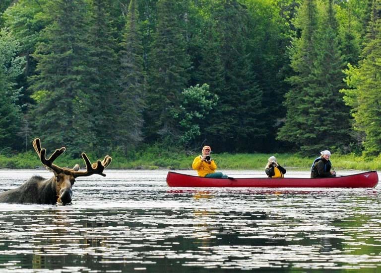 McNally Travel | Canada Wildlife, Canada Signature Experience