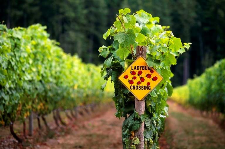 McNally Travel | Vineyard Winery, Okanagan Valley BC