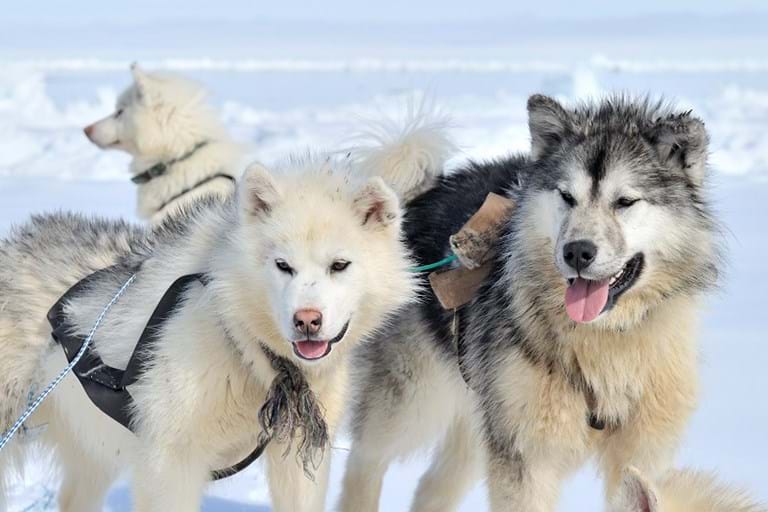 McNally Travel | Dog-sled in Nunavut | Must see sights and things to do in Nunavut