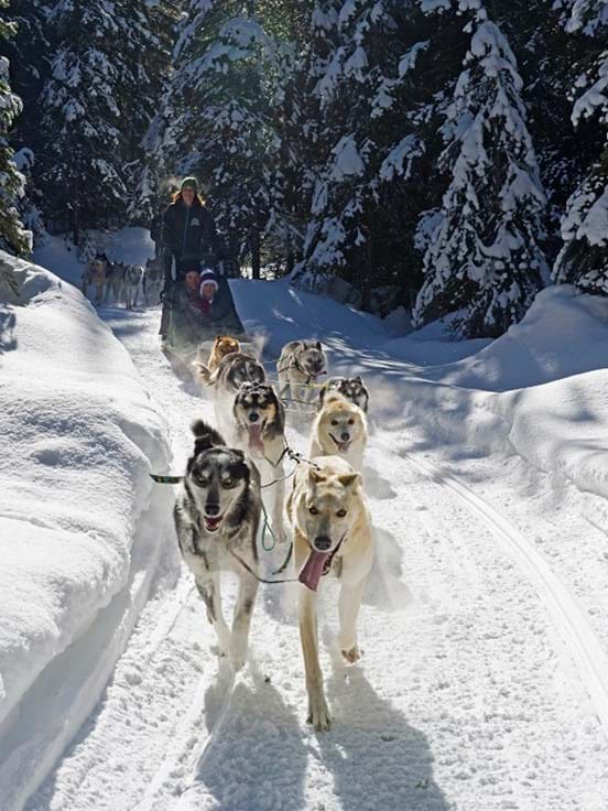 McNally Travel | Sun Peaks Resort Dog Sledding