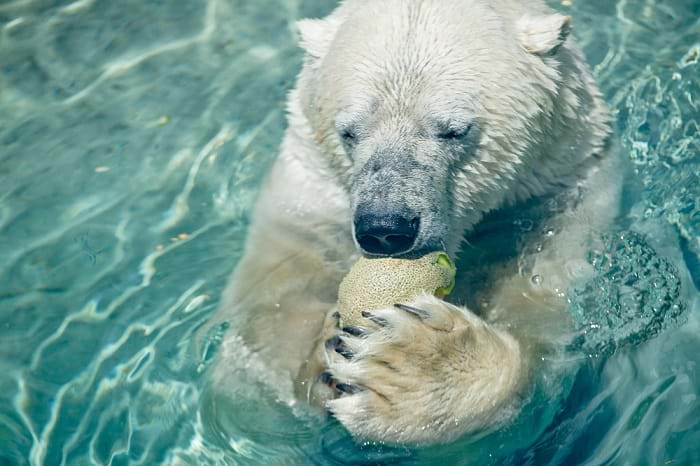 McNally Travel | Visit Toronto | Toronto Zoo, Polar Bears