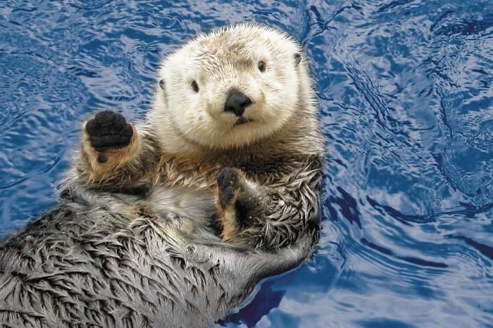 McNally Travel | Visit Vancouver Aquarium | Sea Otter