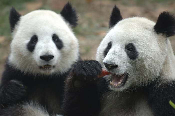 McNally Travel | Panda bears at Panda Breeding Centre, Chengdu China | Visit China