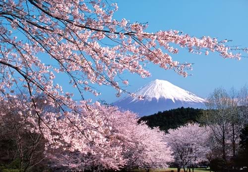 McNally Travel | Japan in blossom | Visit Japan