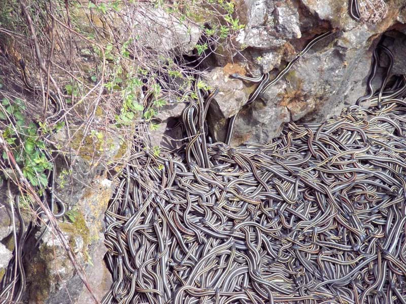 McNally Travel Blog | Springtime in Canada | Red-Sided Garter Snakes in Narcisse Snake Den, near Winnipeg