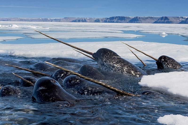 McNally Travel Blog | Springtime in Canada | Narwhals