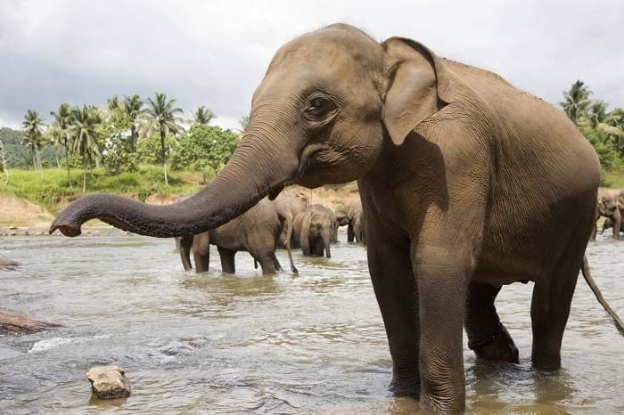 McNally Travel | Elephants roam in Pinnawela | Visit Sri Lanka