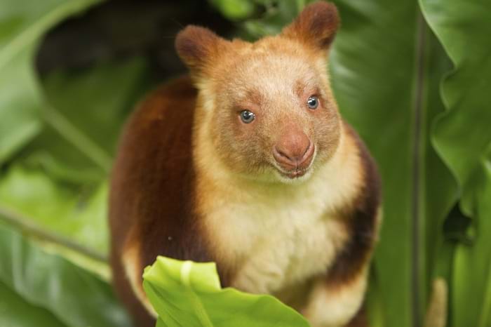 McNally Travel | Visit Papau New Guinea | Tree Kangaroo PNG