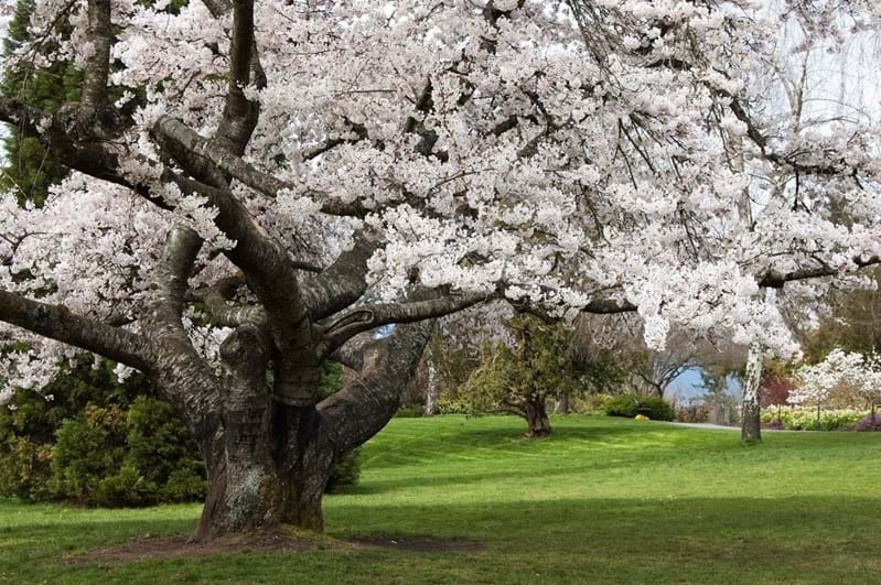 Springtime In Canada Mcnally Travel Blog Travel Agent Perth Springtime In Canada Mcnally Travel Blog Travel Agent Perth