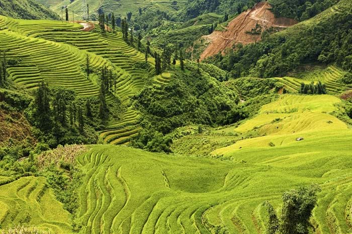 McNally Travel | Rice fields in north Vietnam | Visit Vietnam
