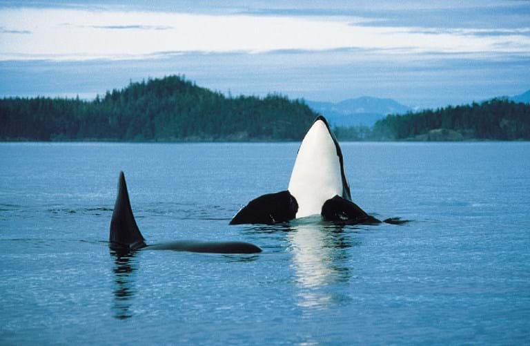 McNally Travel | Victoria Whale Watching